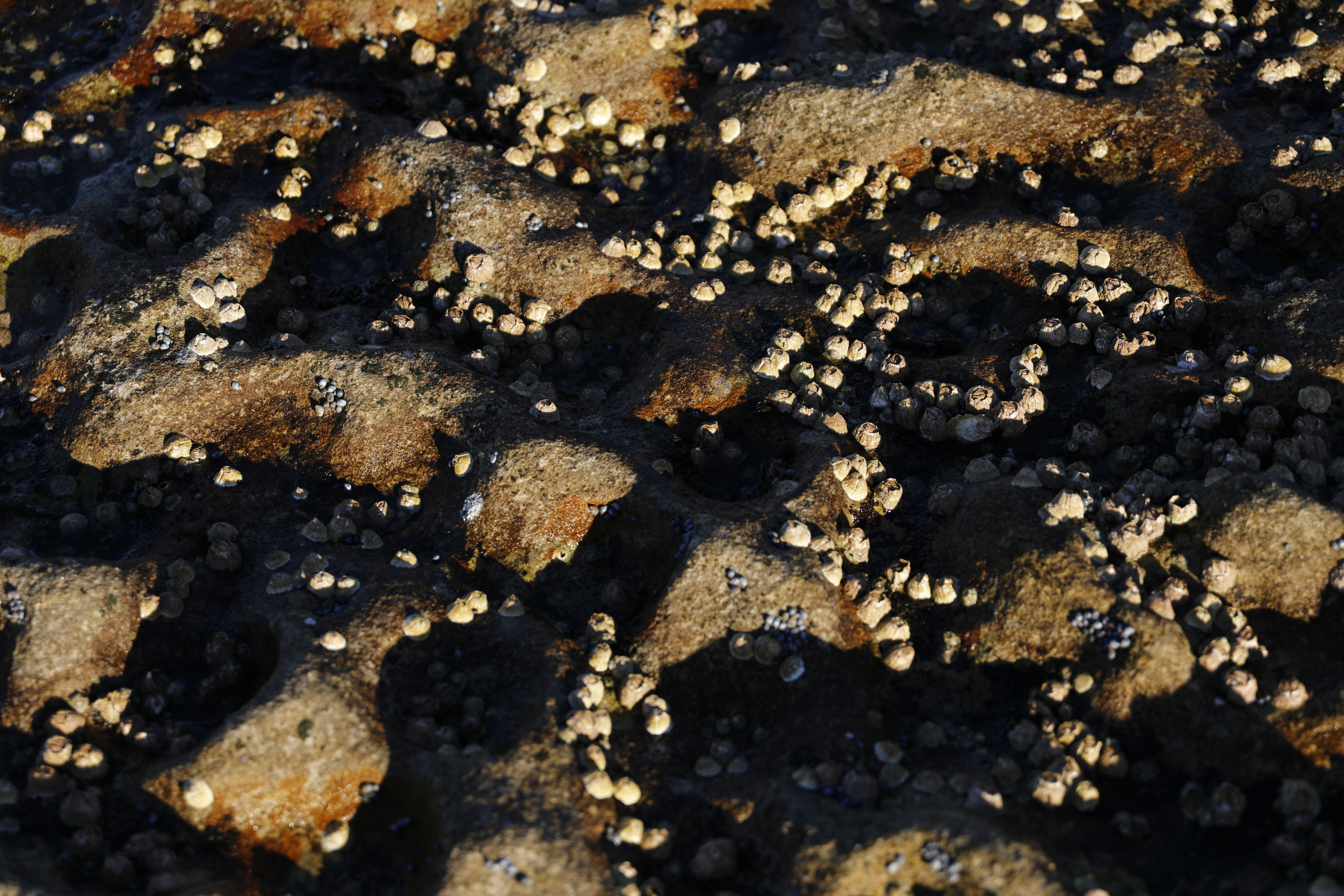 A close up of a bunch of small rocks